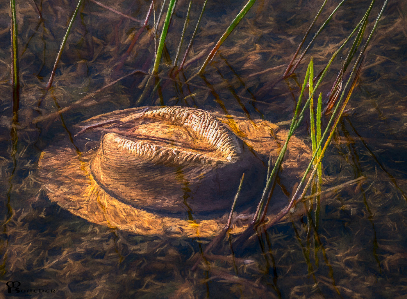 Lost hat in a swamp