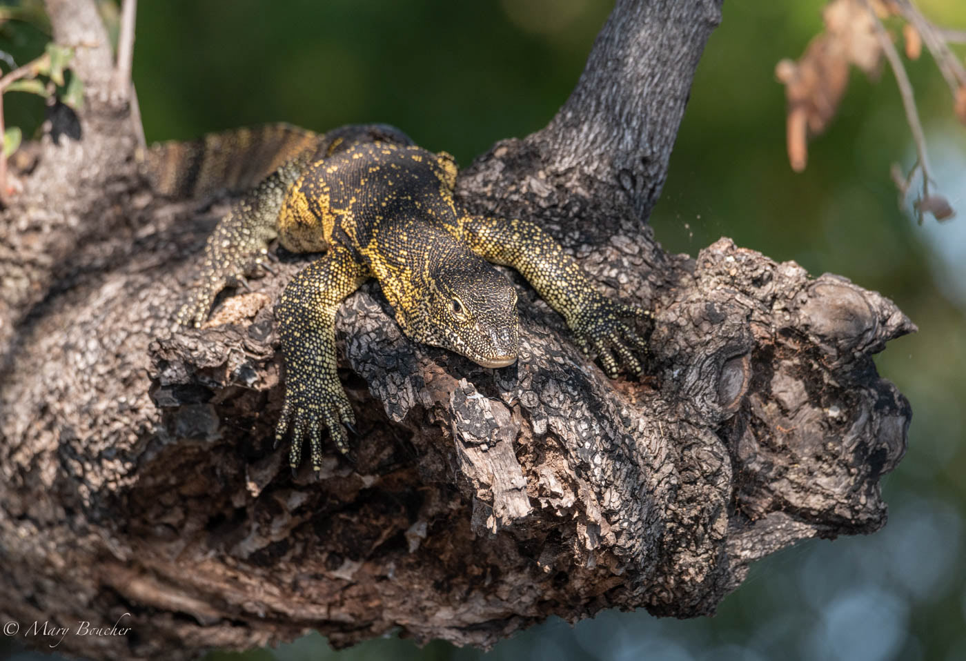 Water Monitor Lizard
