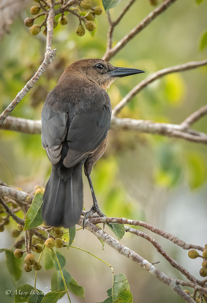Boat-tailed grackle
