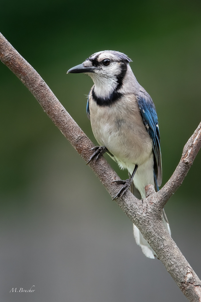 Blue Jay