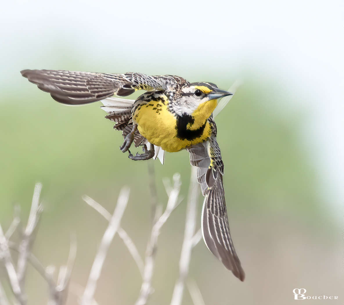 Eastern Meadowlark