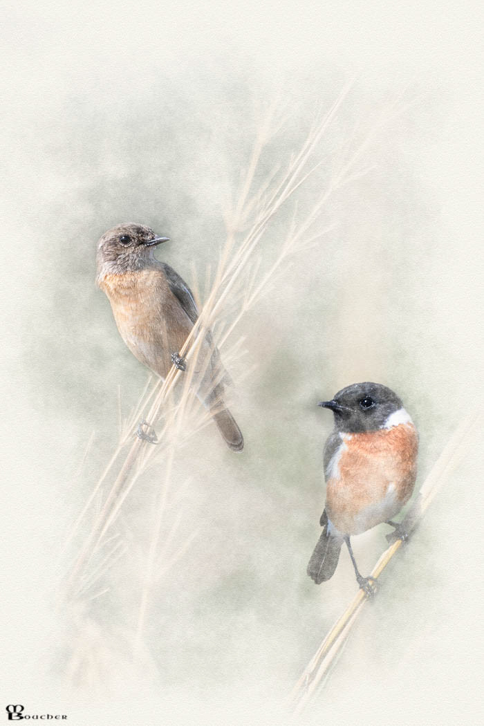 African Stonechats
