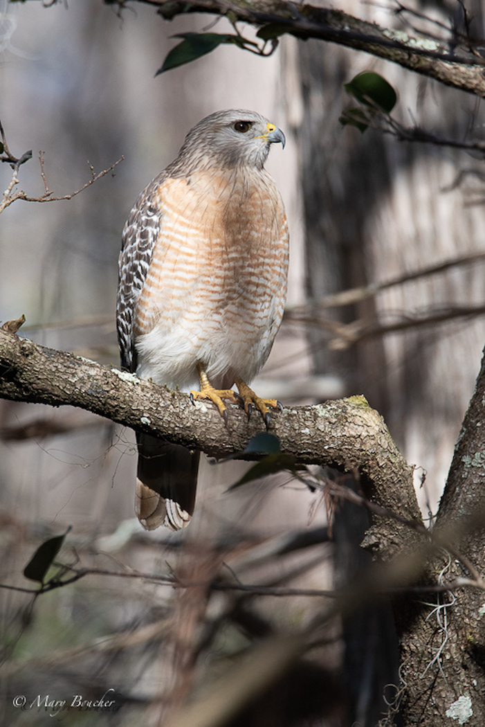 Red-shouldered Hawk