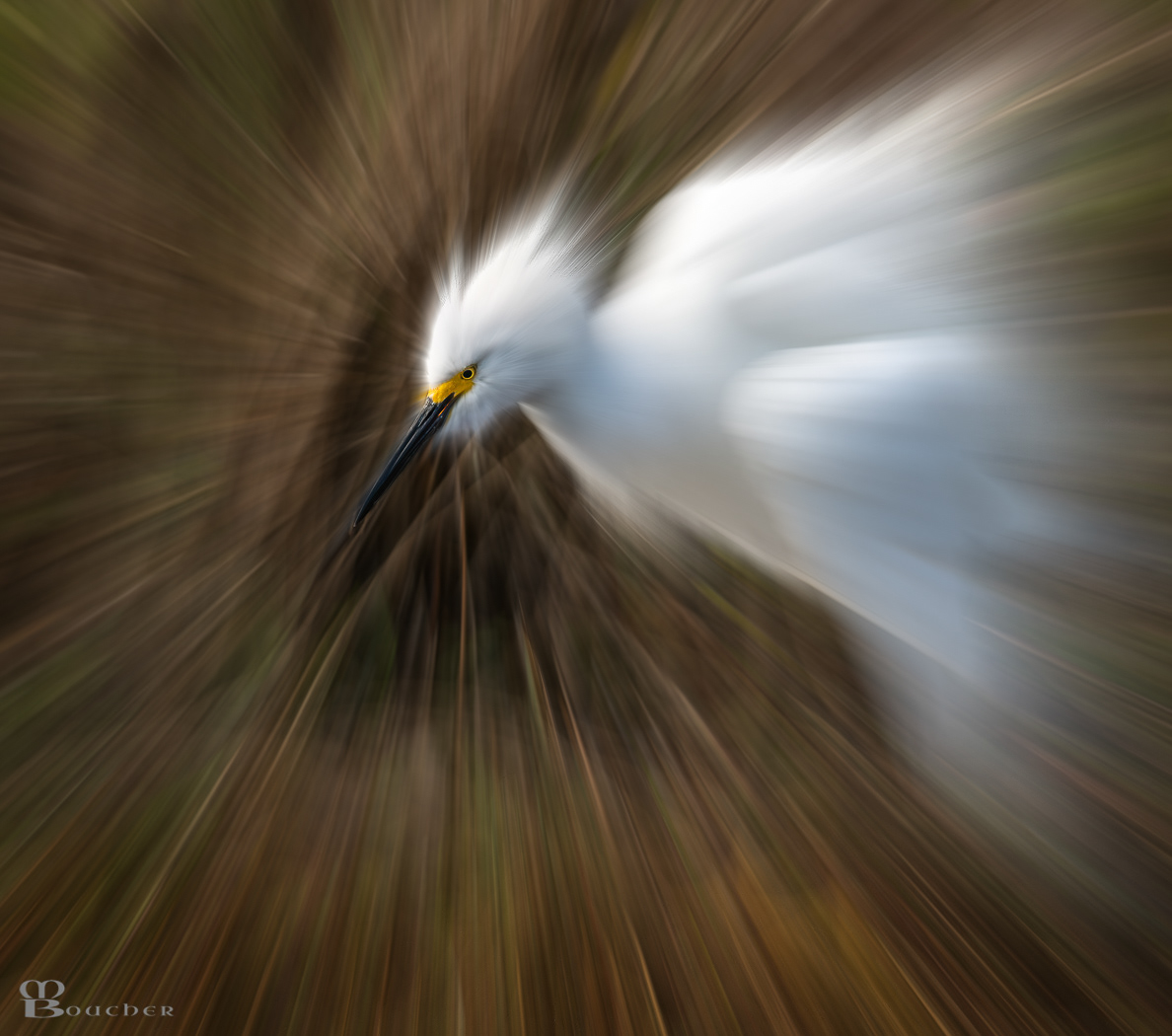 Snowy Egret