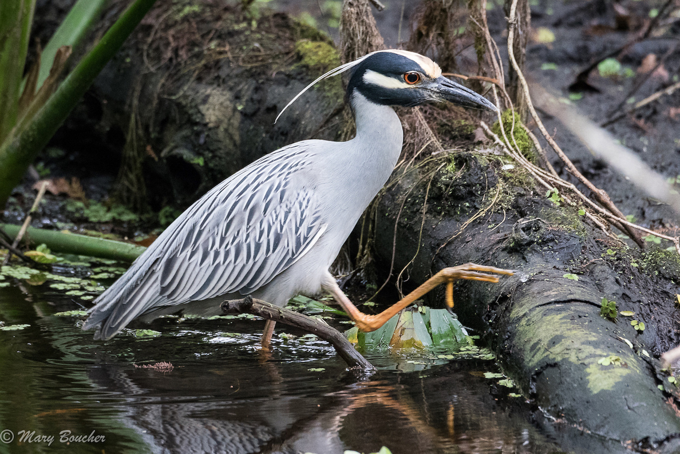 Yellow-crowned Night Heron