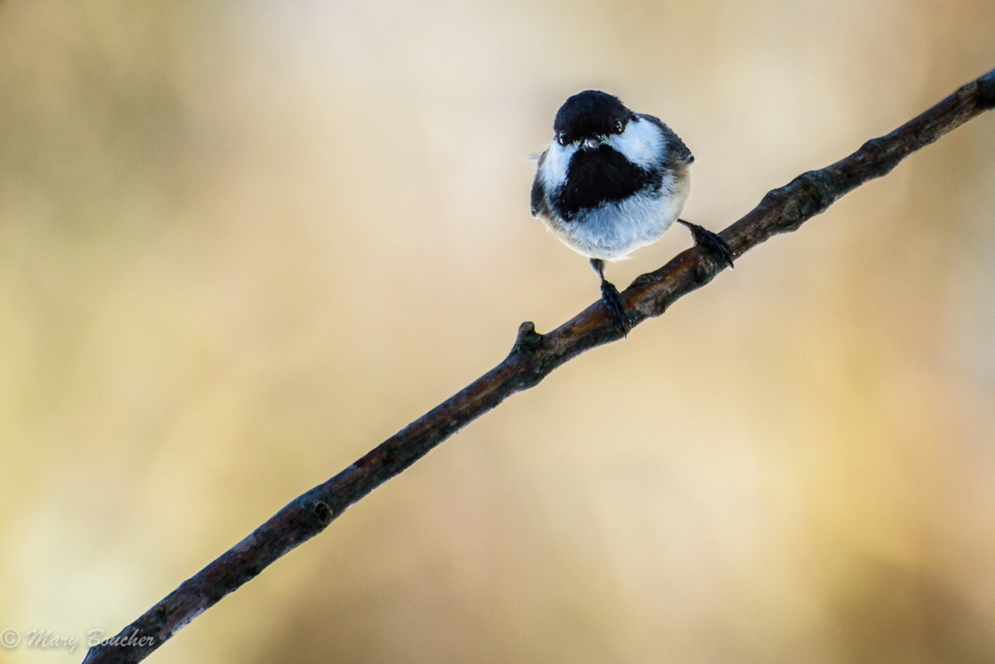 Chickadee
