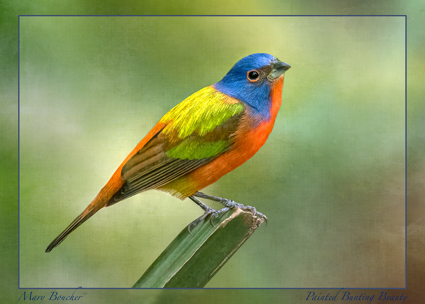 Painted Bunting