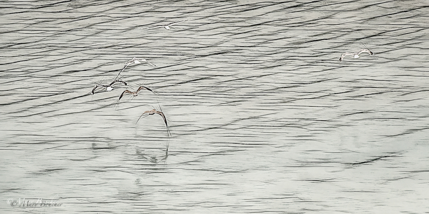 Gulls