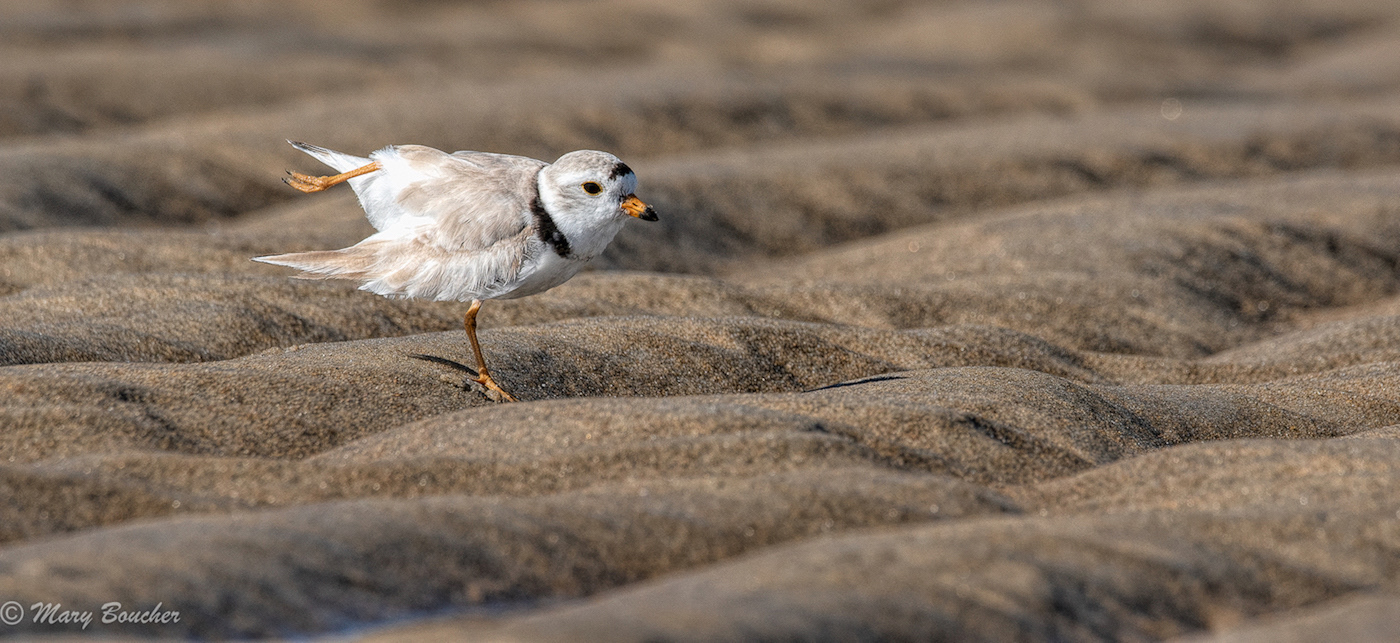 Three-banded Plover