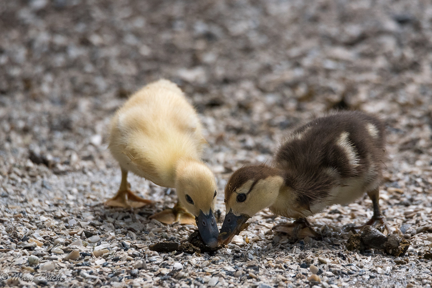 Baby Ducks