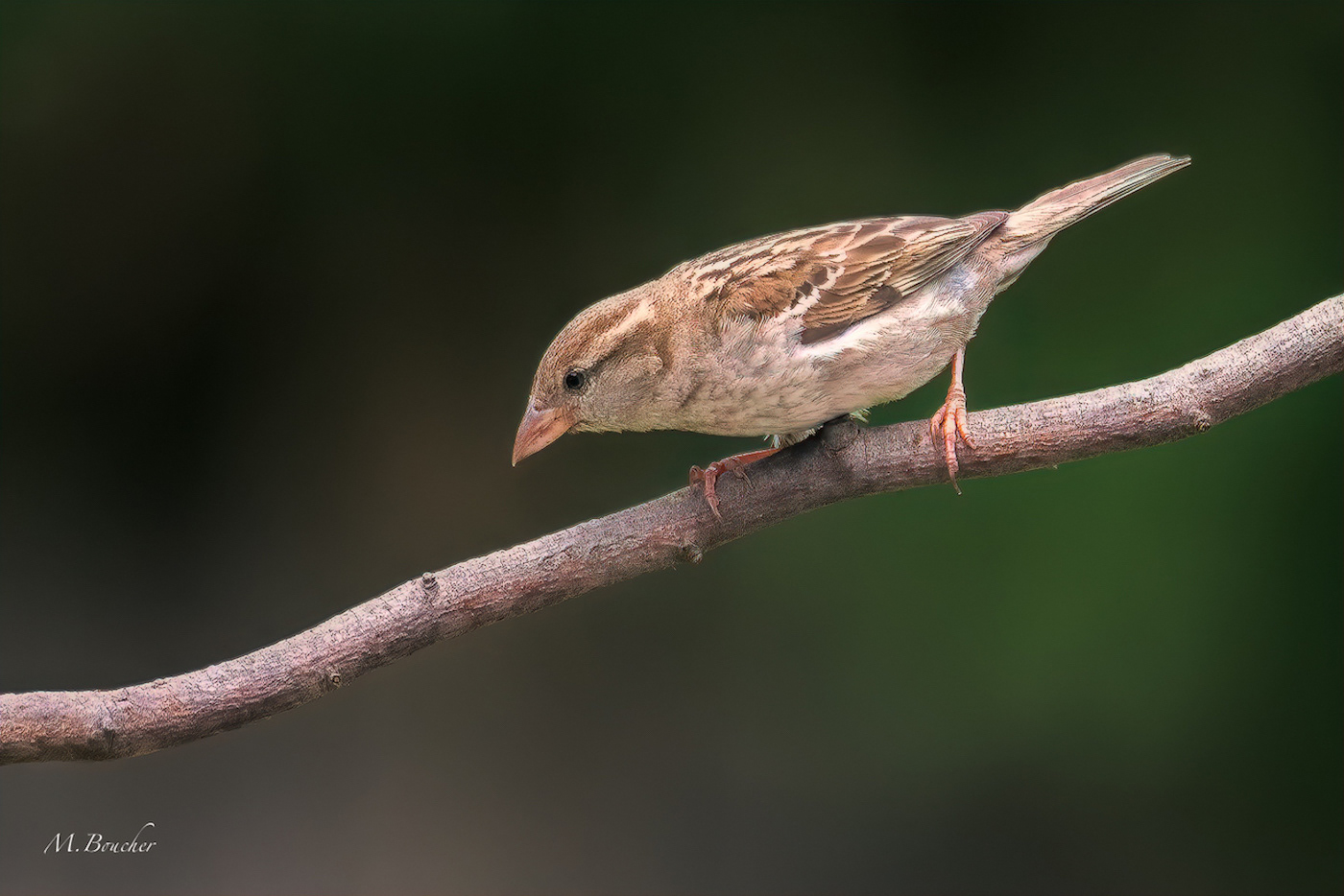 House Wren