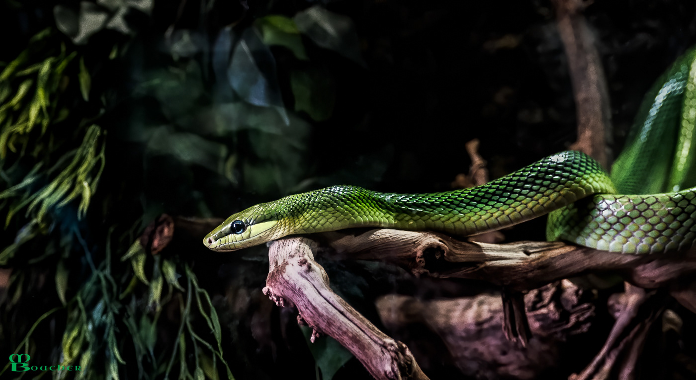 Red-tailed Ratsnake