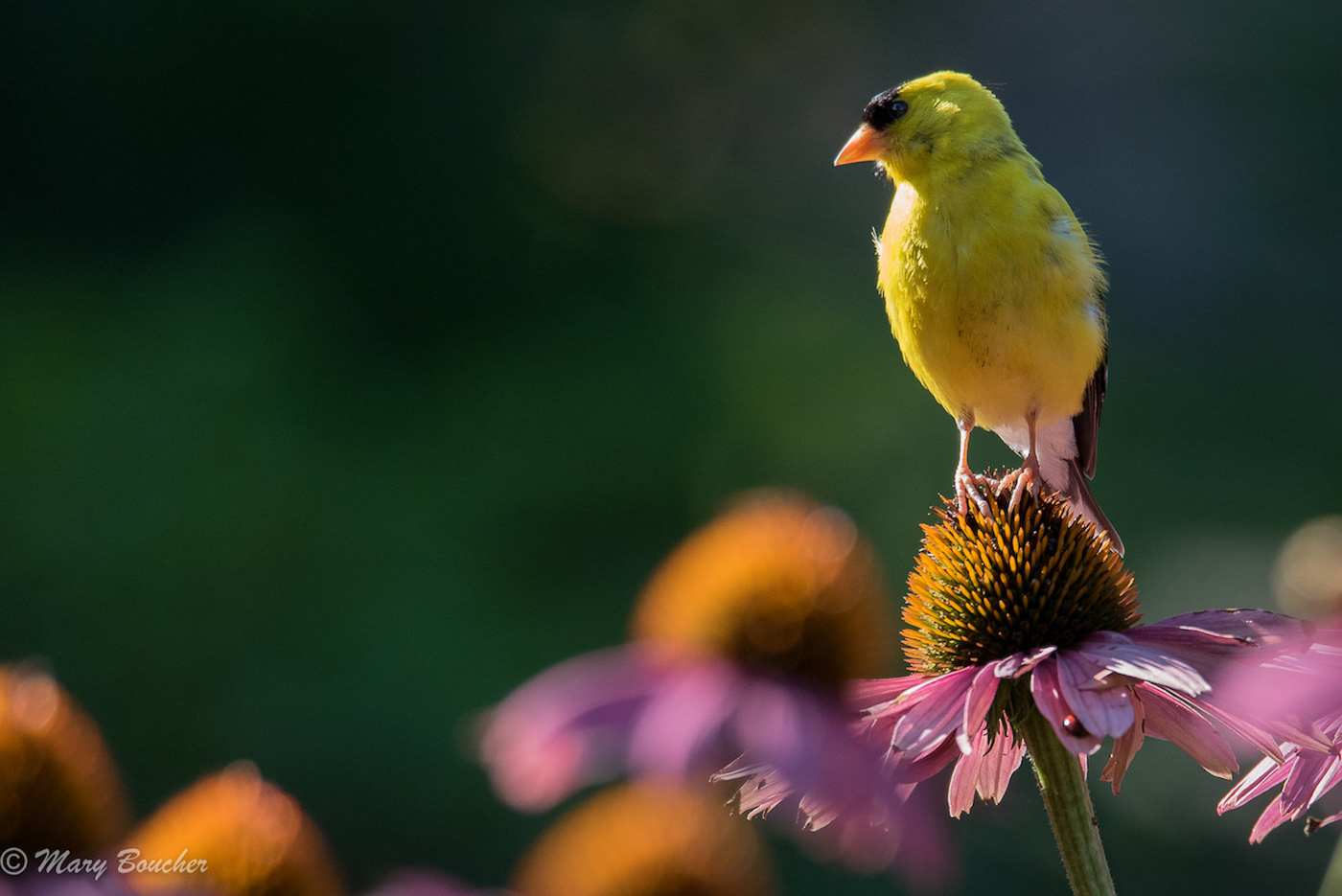 Goldfinch