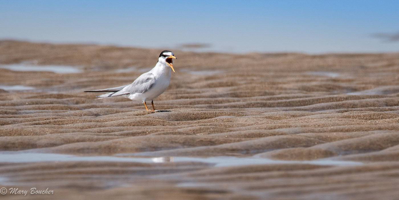 Least Tern