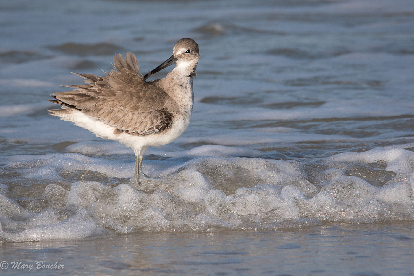 Dunlin