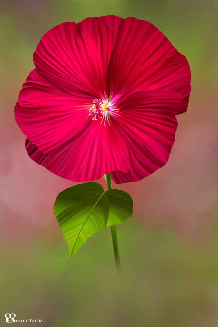 Hibiscus