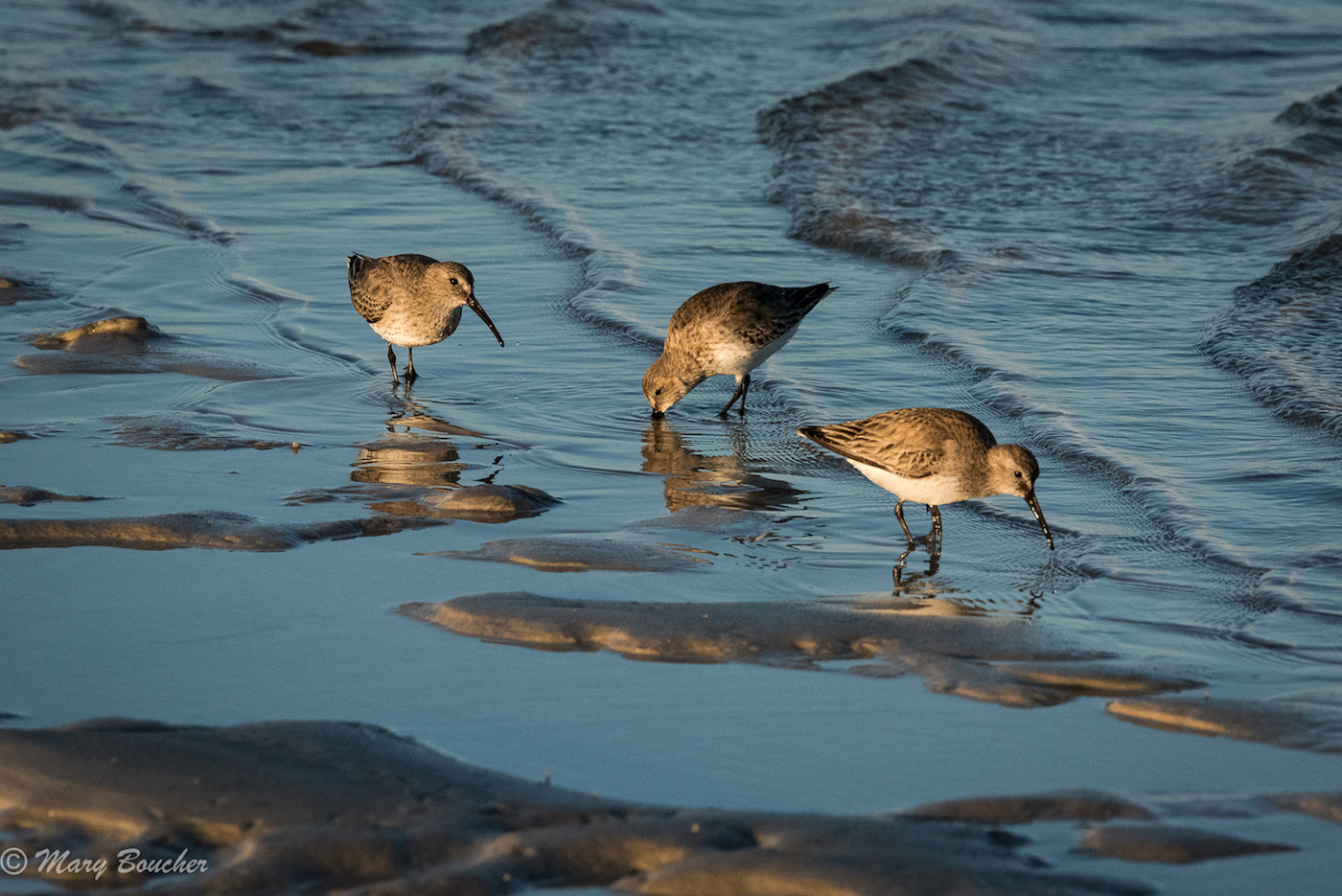 Dunlin