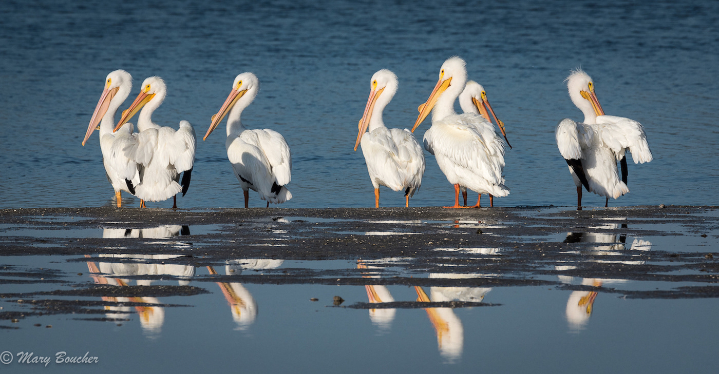 Pelicans