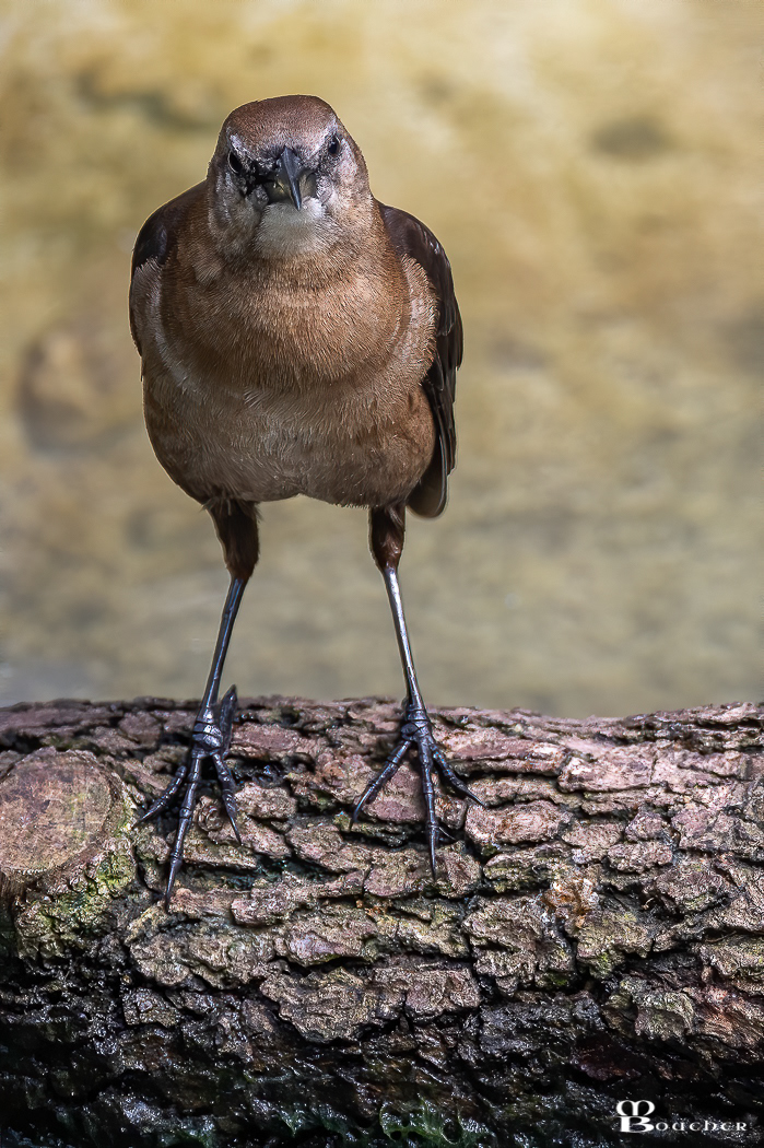 Female boat-tailed grackle