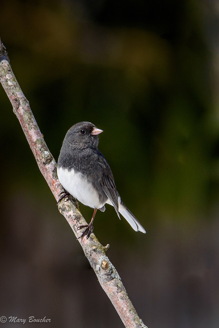 Junco
