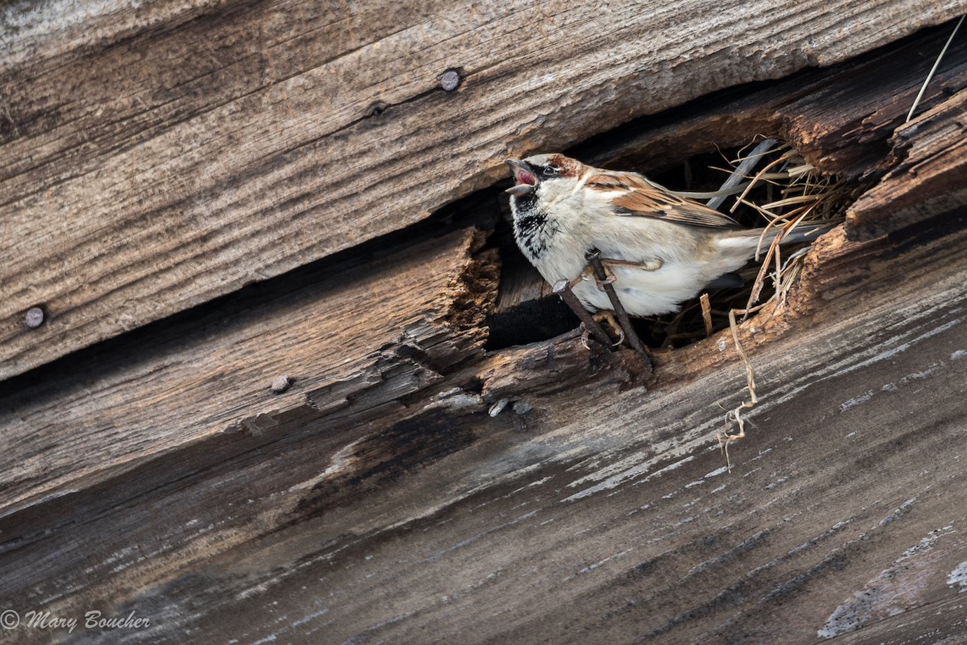 House Wren