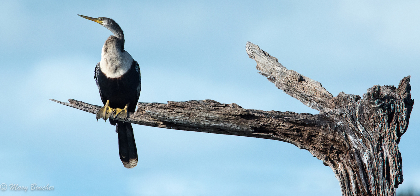 Anhinga