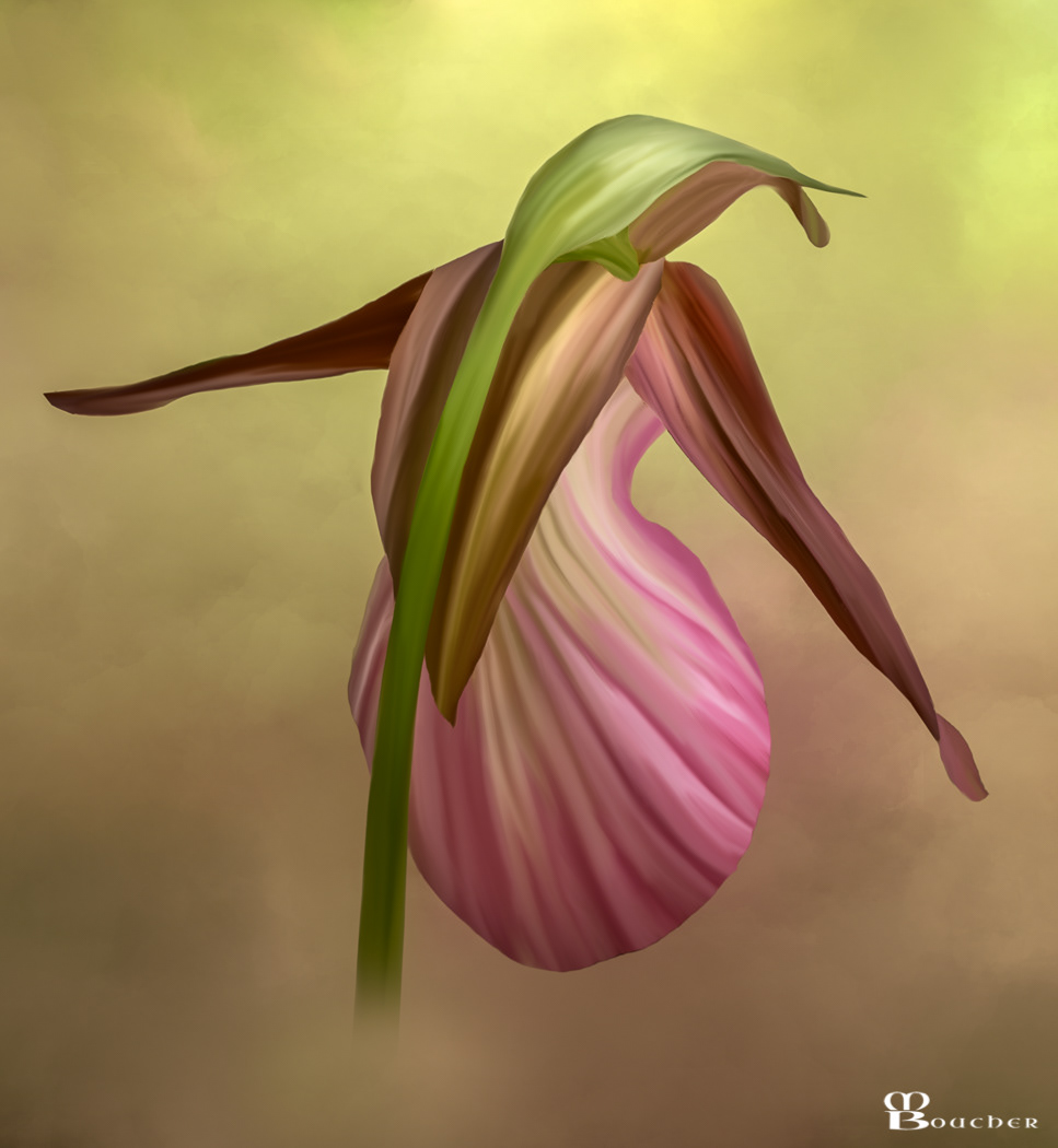 Pink Lady Slipper