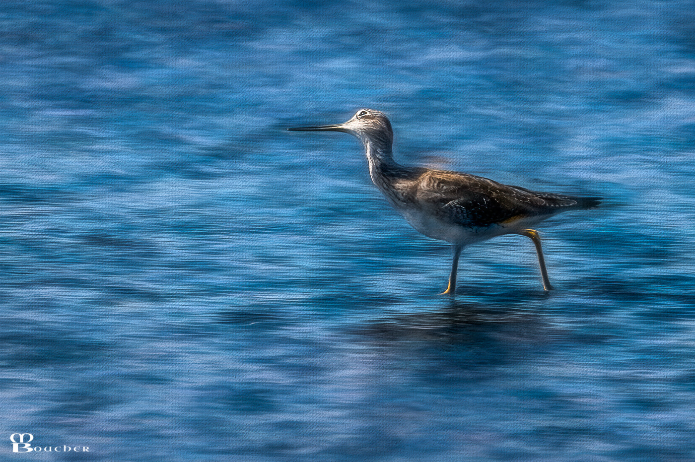 Greater Yellowlegs