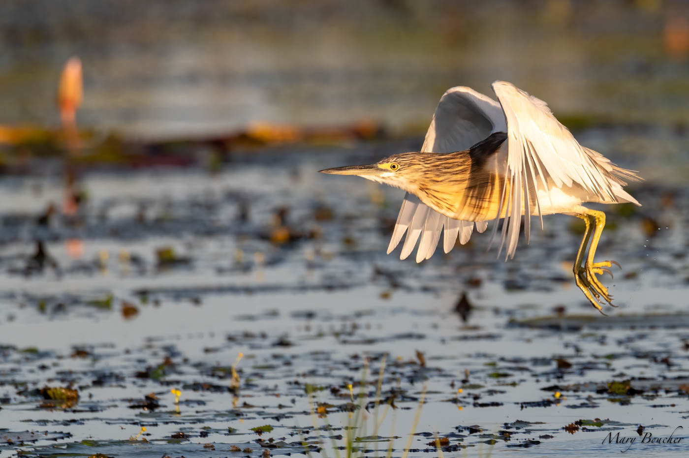 Squacco Heron