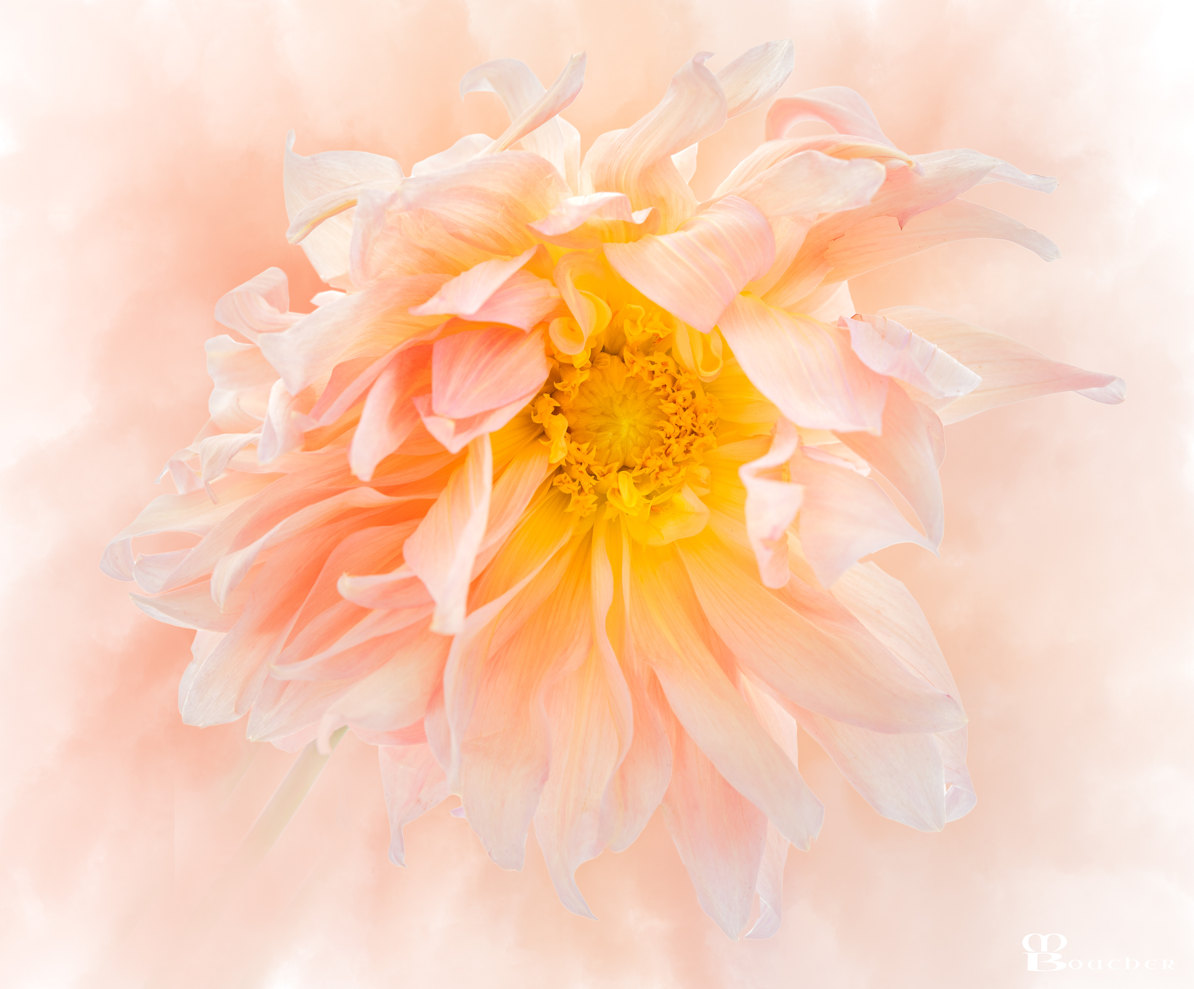 Peach Dalhia