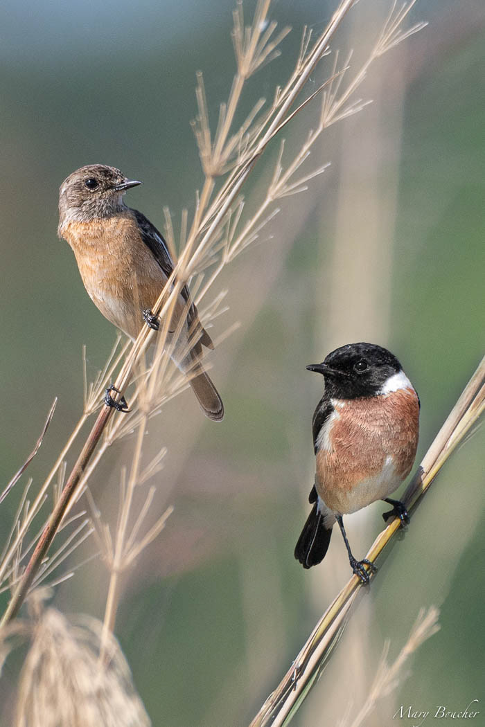 African Stonechats