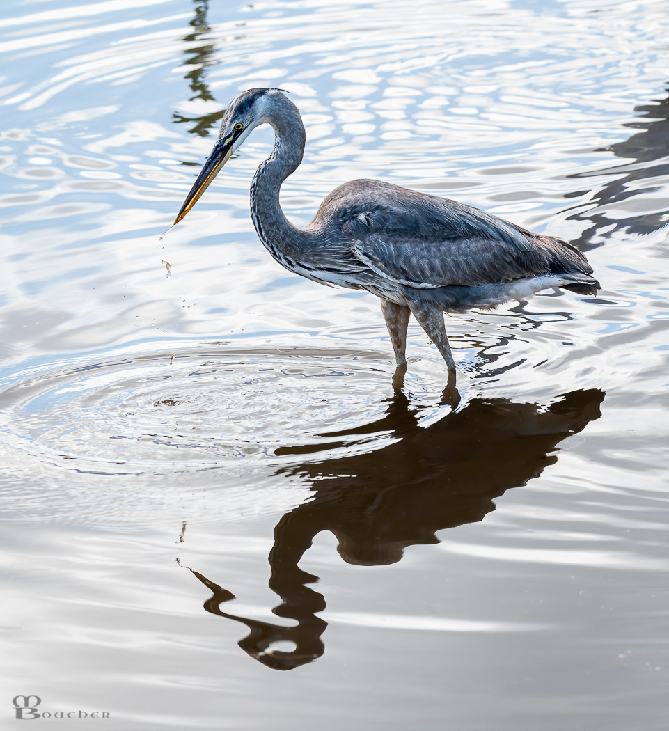 Great Blue Heron