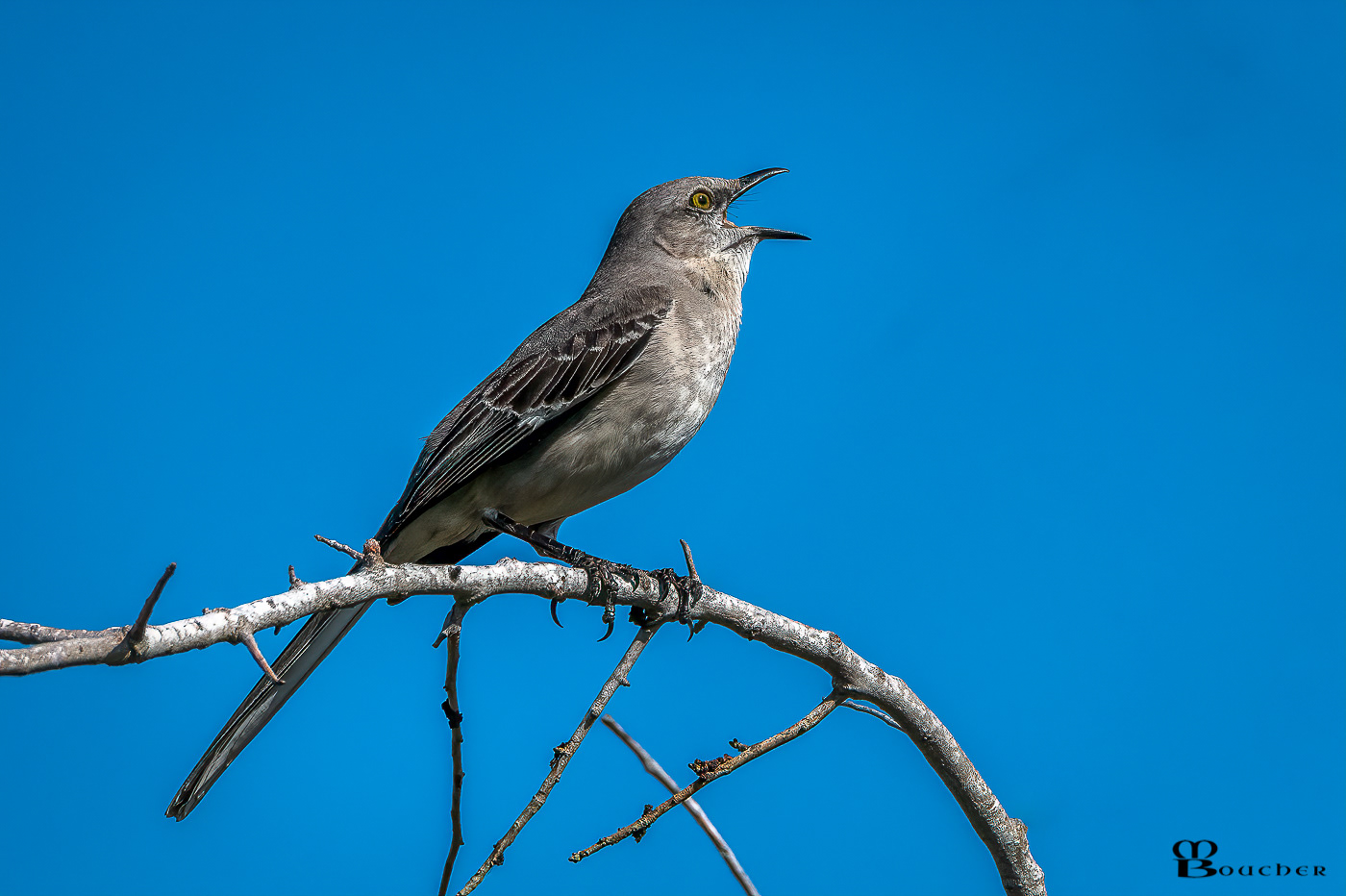 Northern Mockingbird