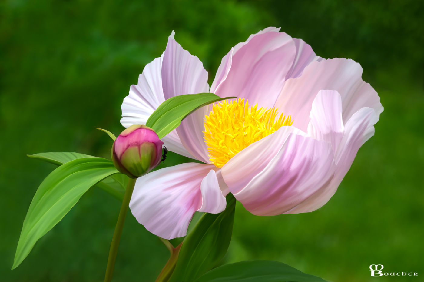 Pink Peony