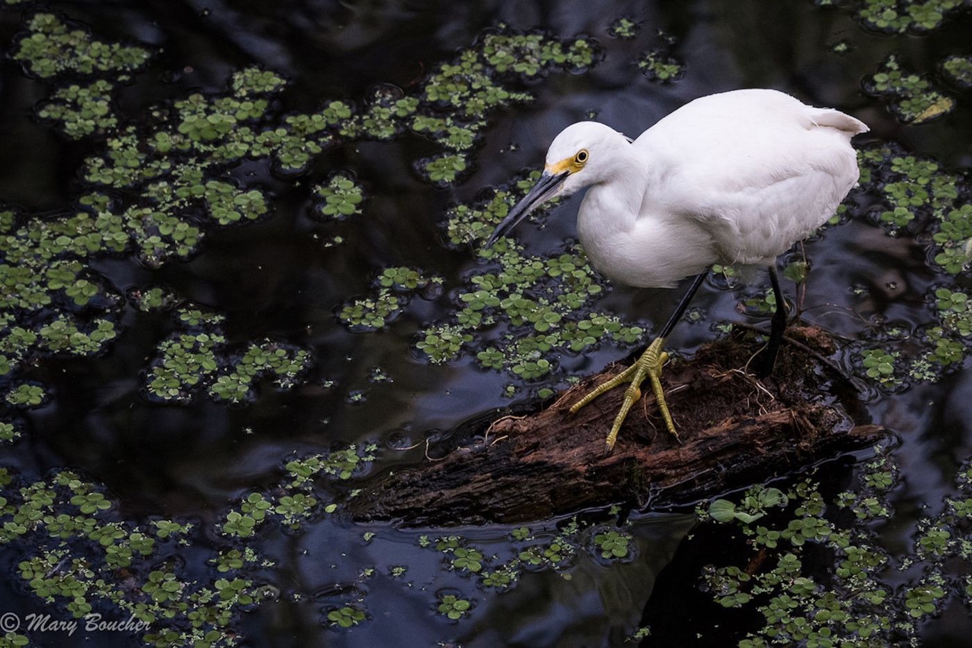 Snowy Egret