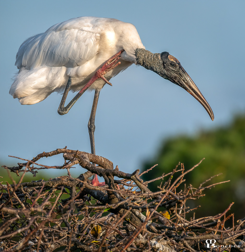 Wood Stork