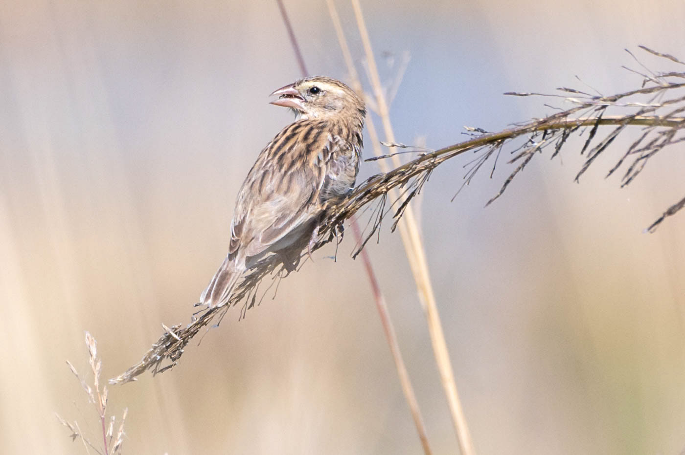 Red-billed Quelea