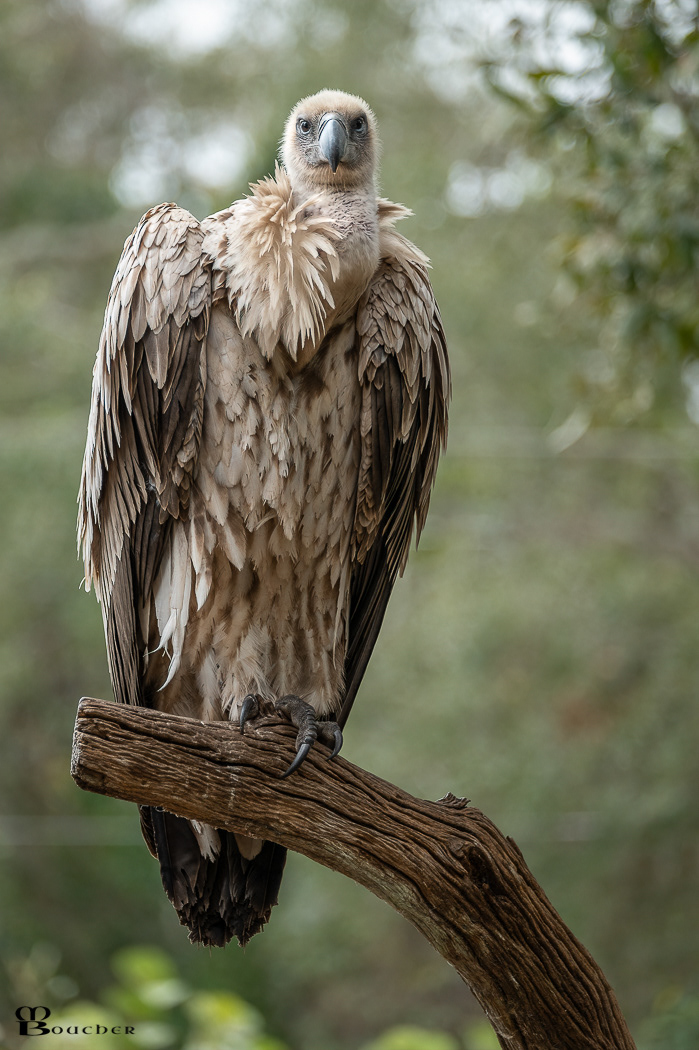 Cape Vulture