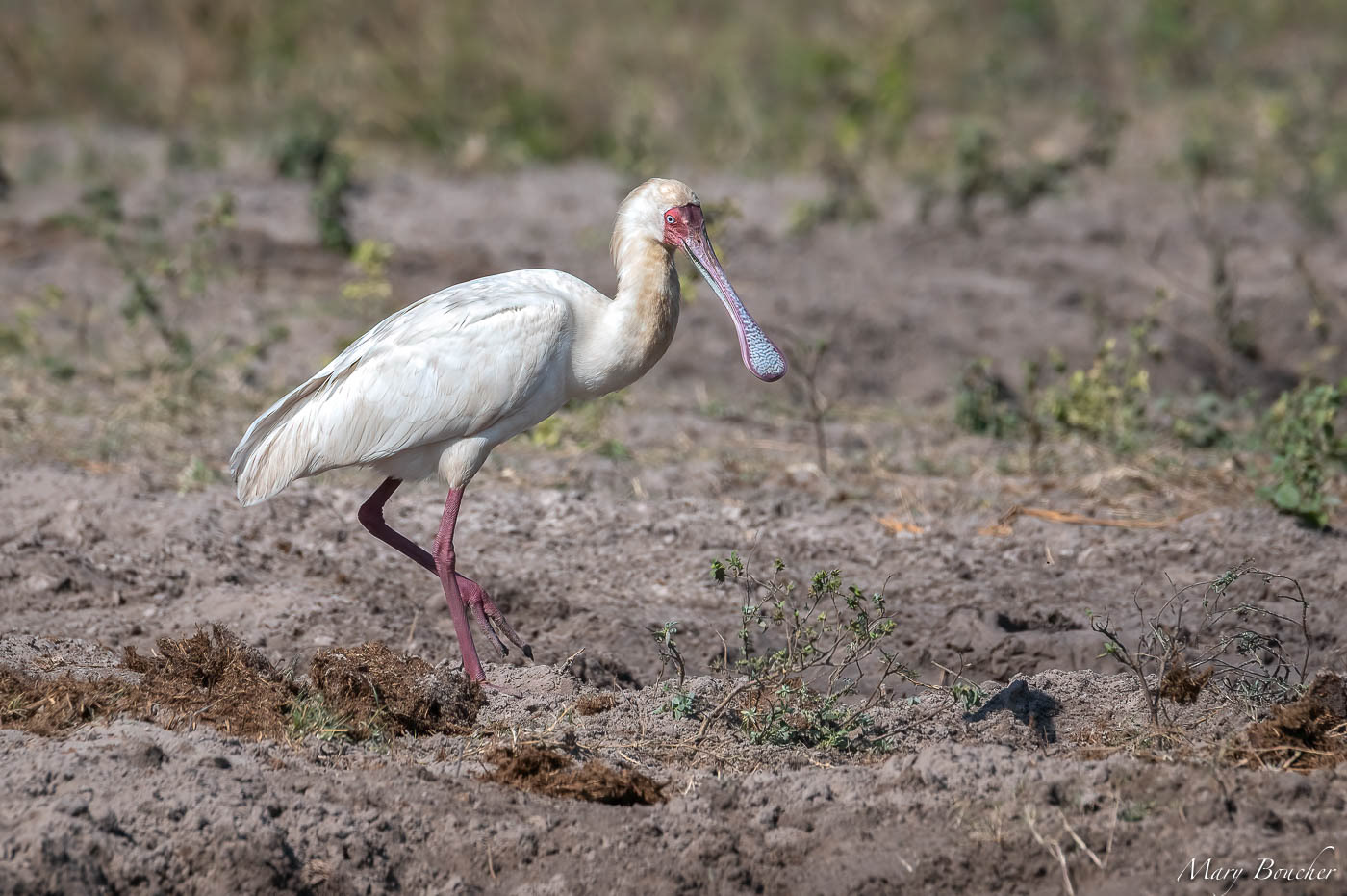 African Spoonbill