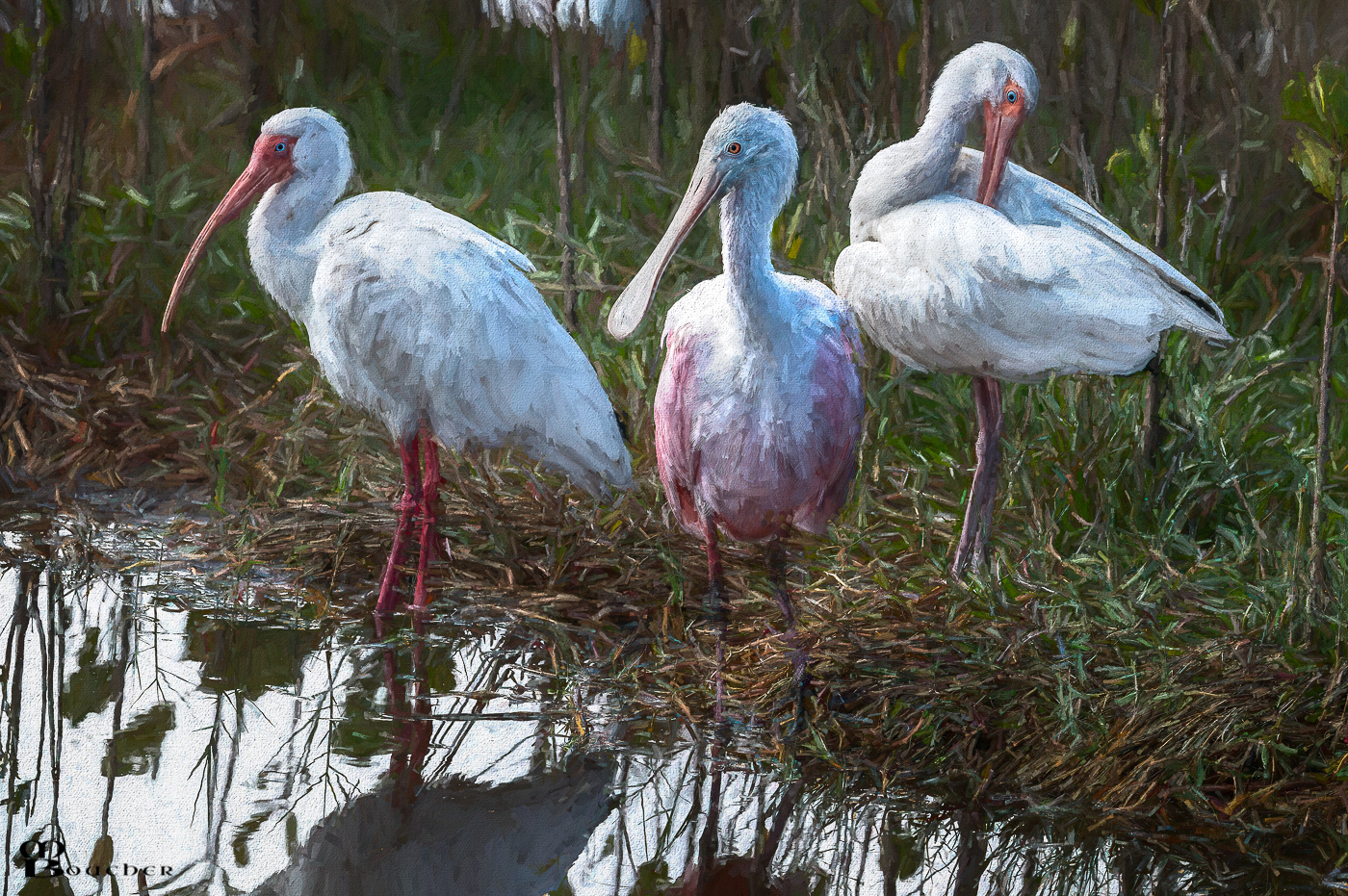 Roseate Spoonbill & 2 Ibis