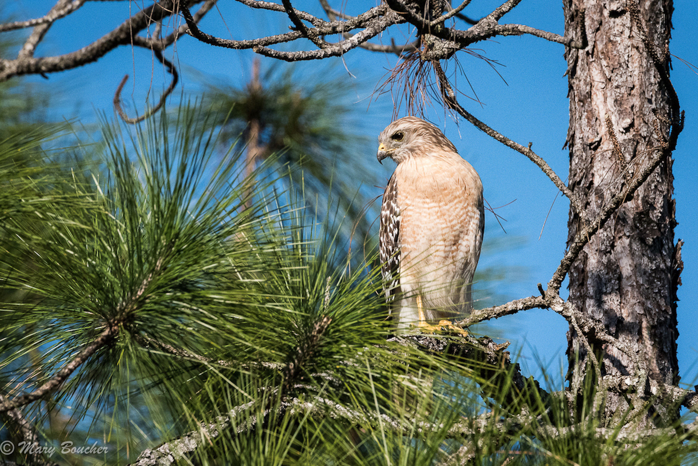 Red-shouldered Hawk