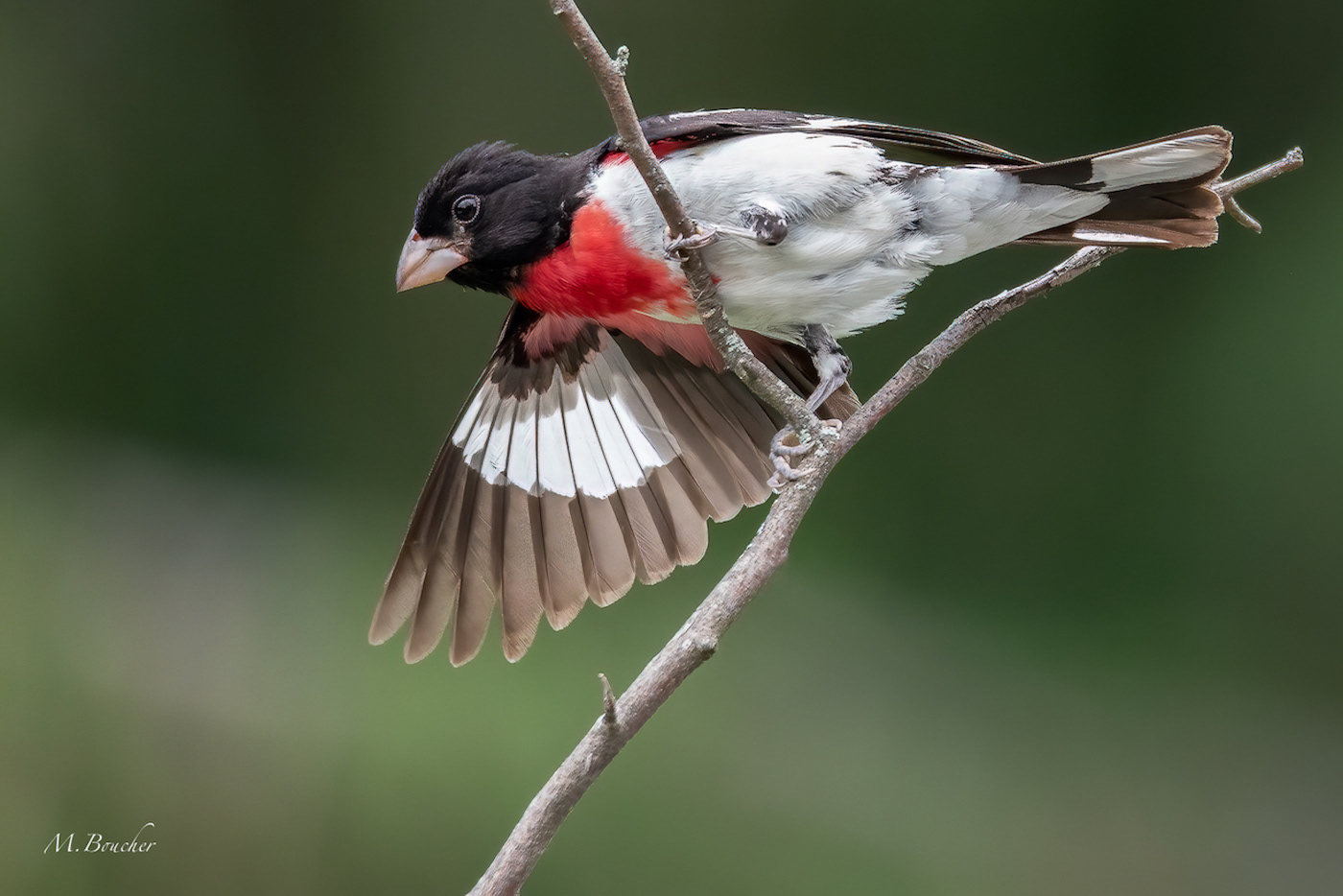 Rose-breasted Grosbeak