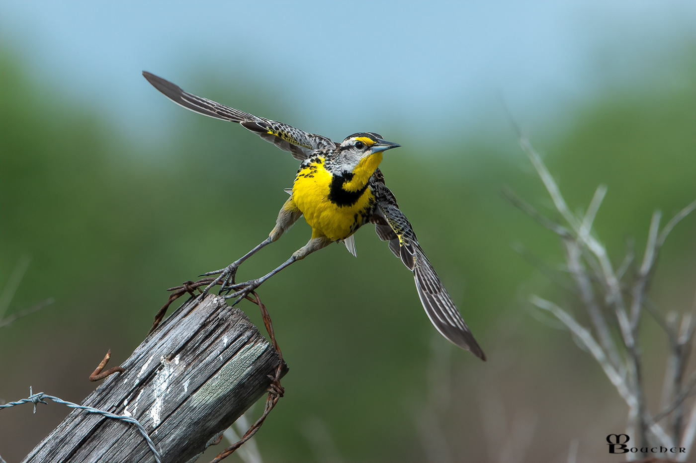 Eastern Meadowlark