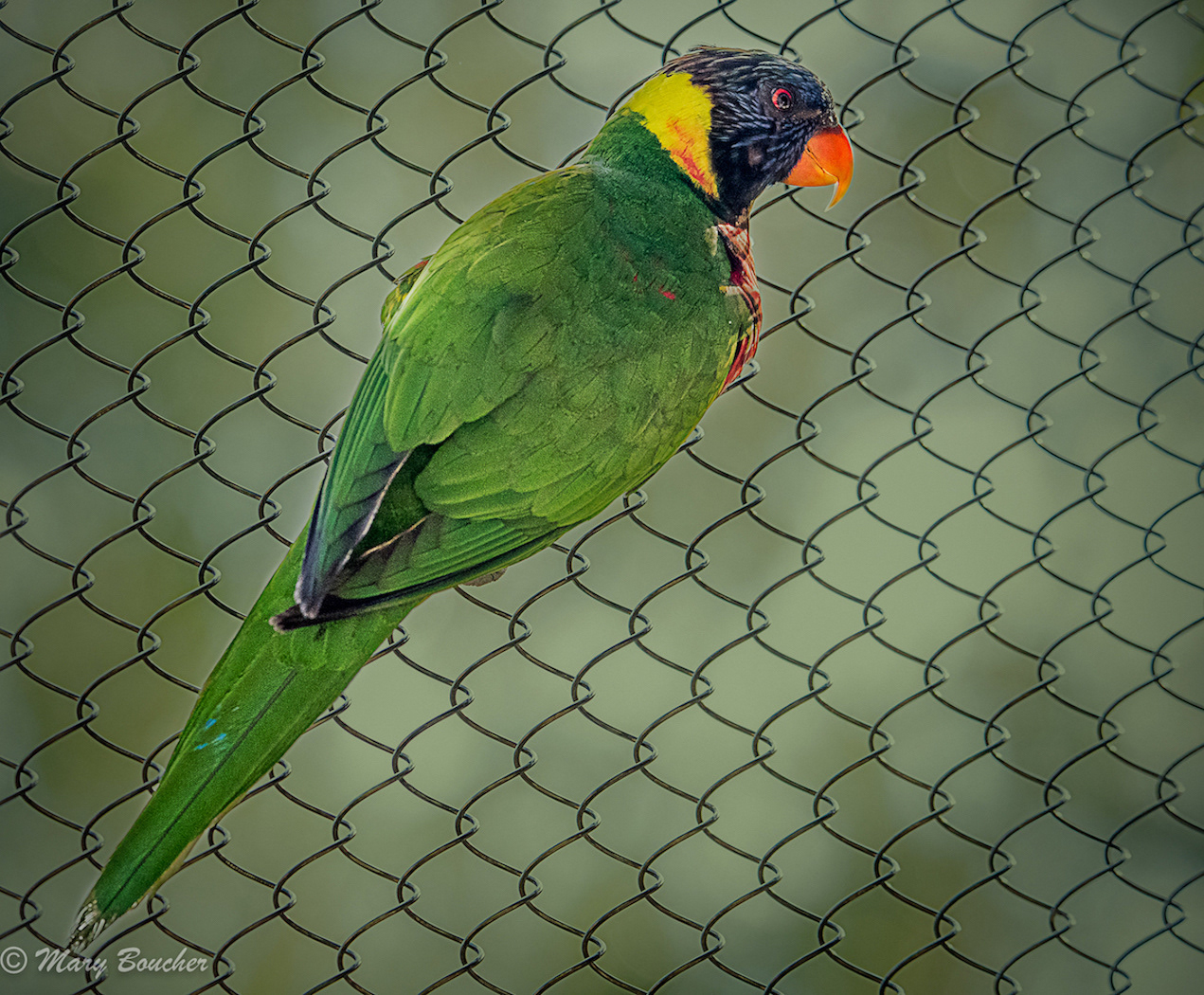 Lorikeet