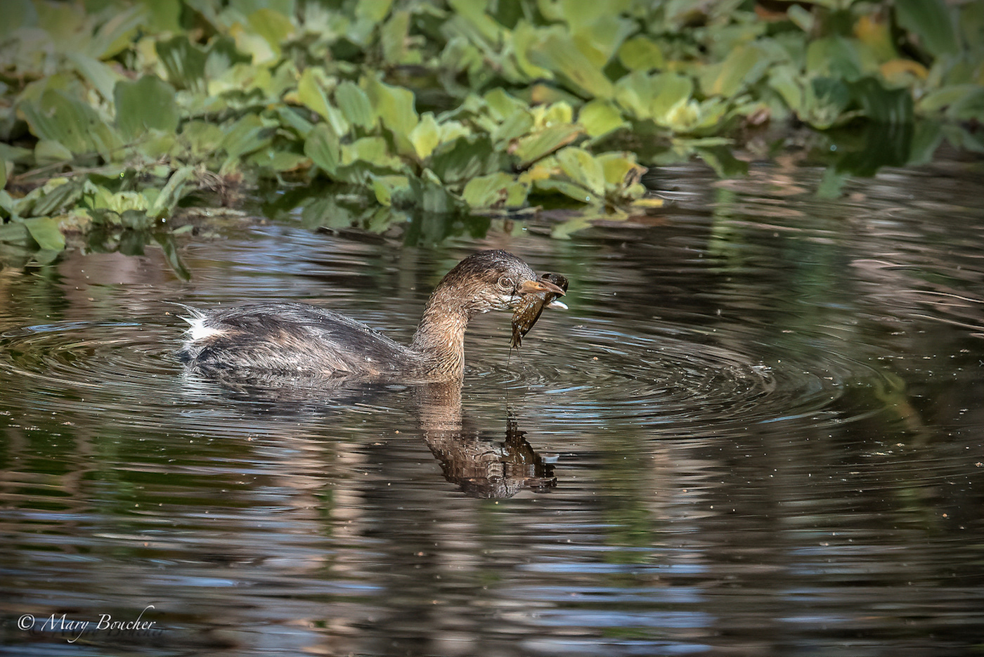 Pied-billed Grebe