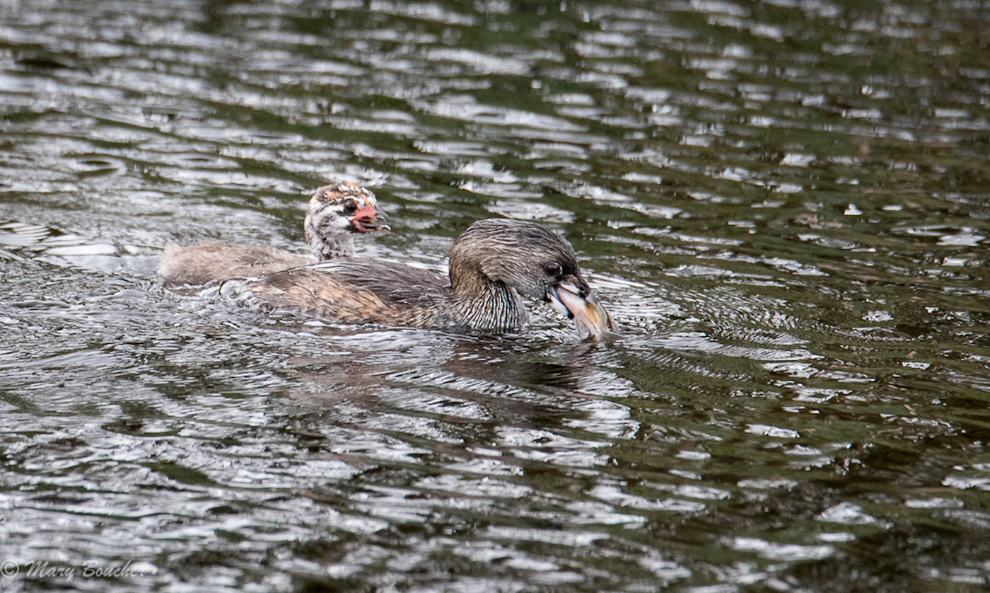 Pied-billed Grebe