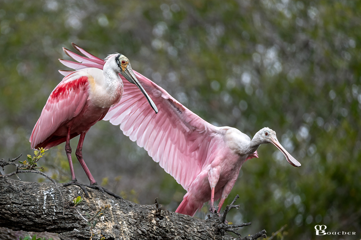 Roseate Spoonbills