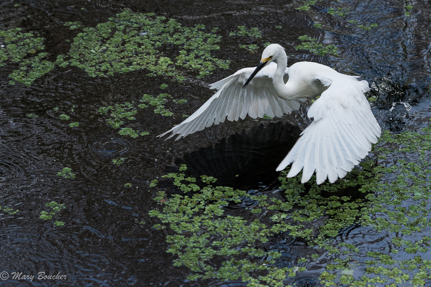 Snowy Egret