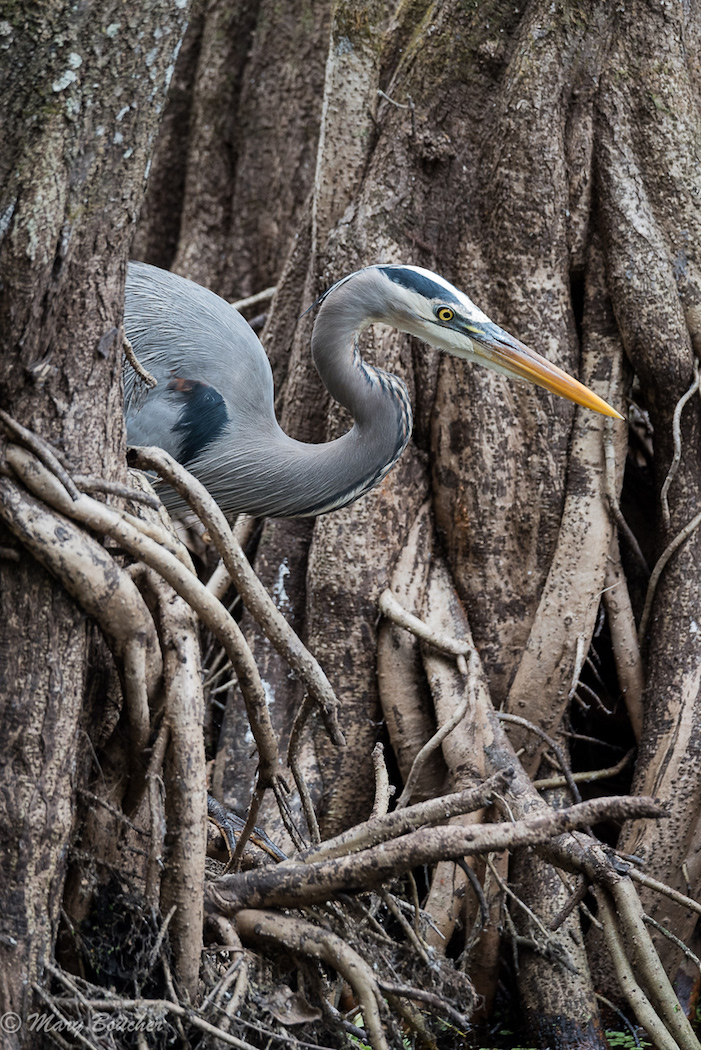 Great Blue Heron