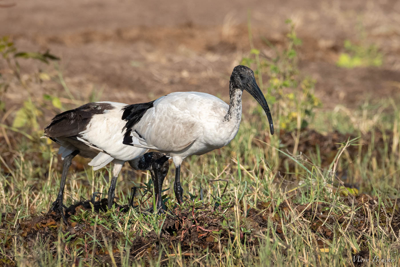 African Sacred Ibis